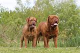 DOGUE DE BORDEAUX 078